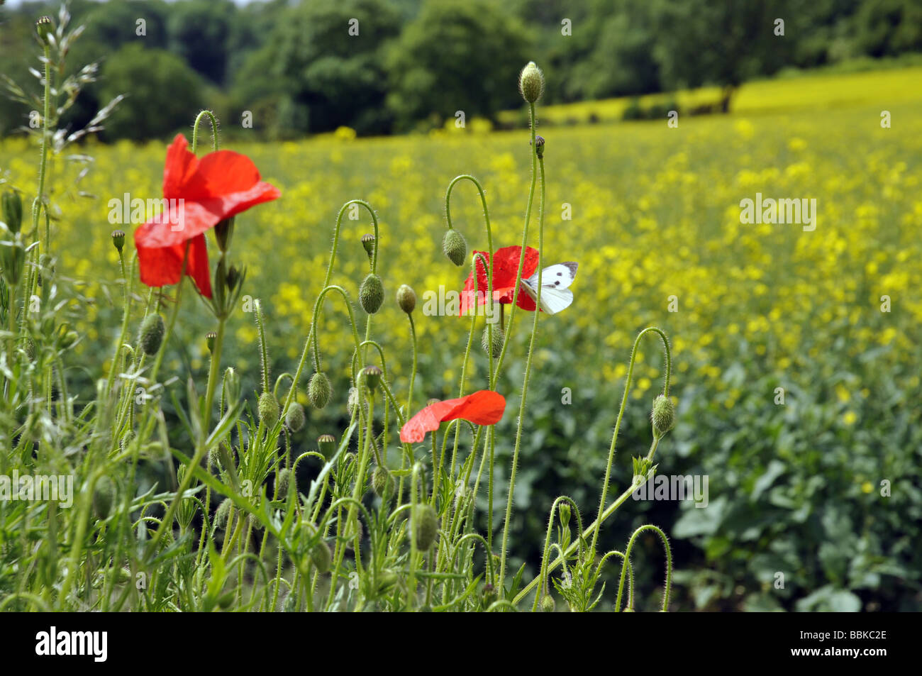 Poppies in a classic English country setting summer Stock Photo