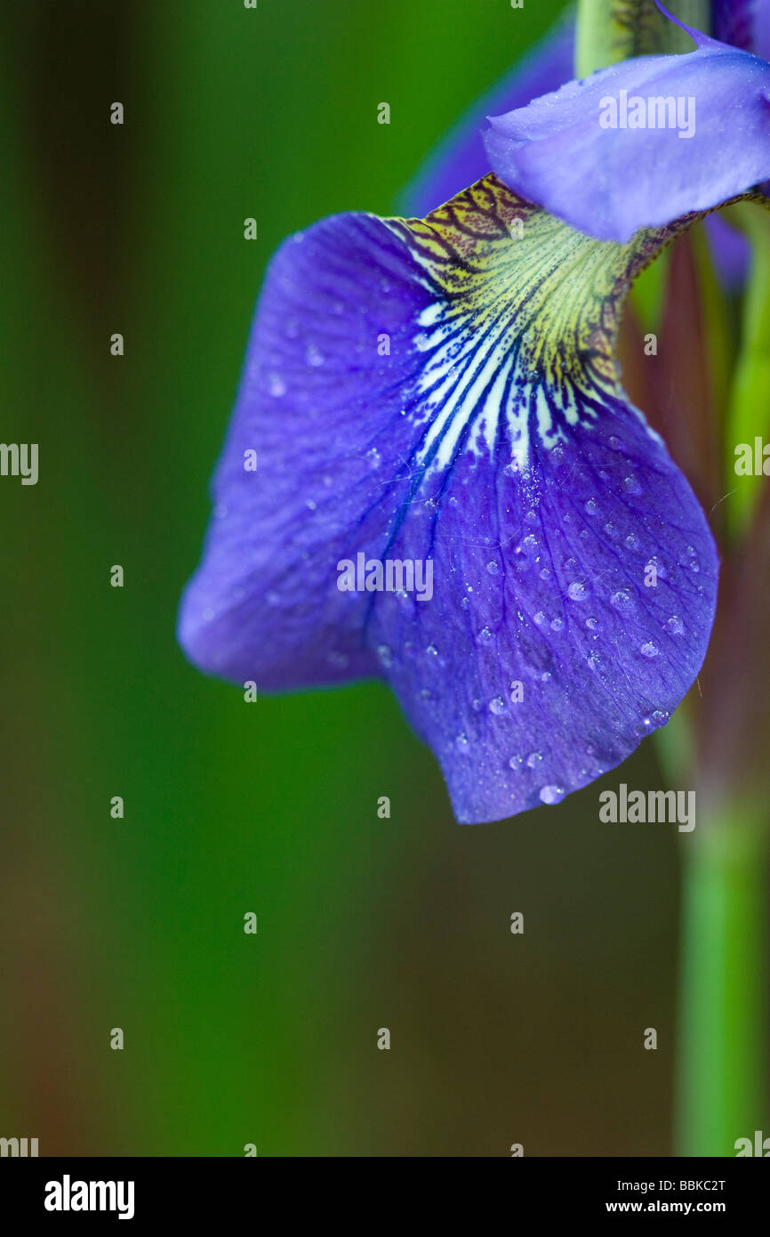 close up of iris petal Stock Photo