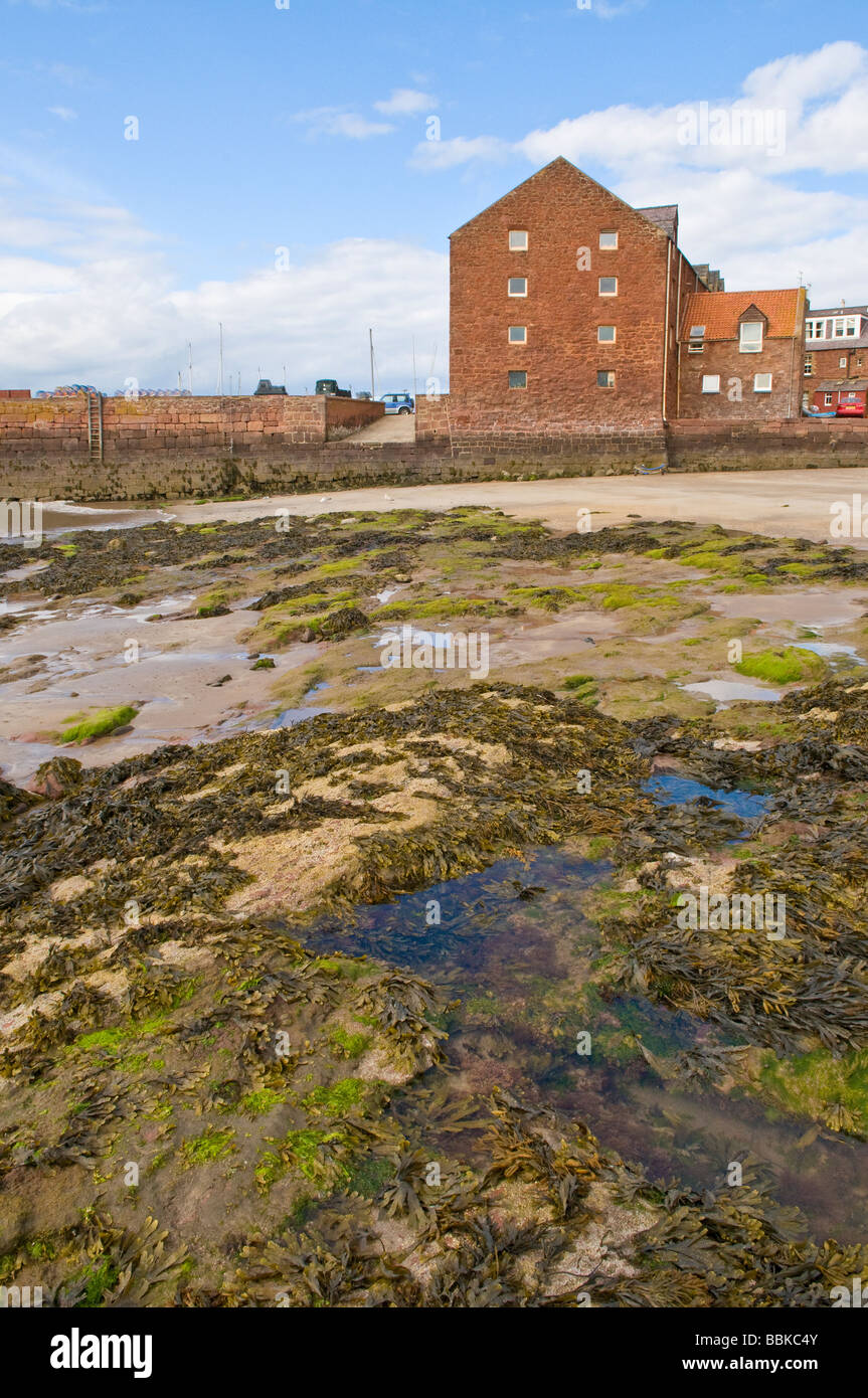 The west beach and harbour in North Berwick, Scotland Stock Photo Alamy