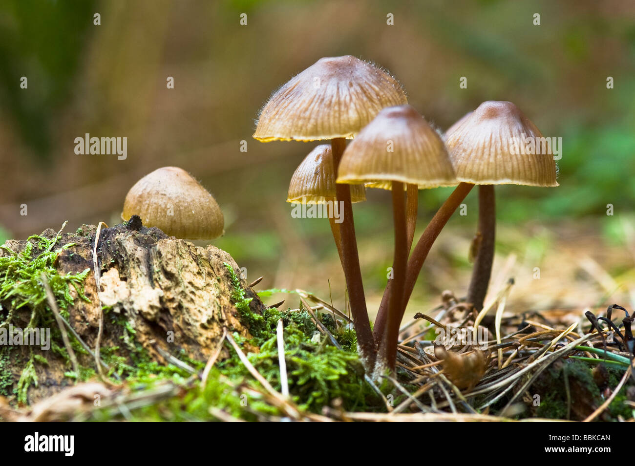 Small brown Mycena "bonnet" mushrooms in woodland Stock Photo - Alamy