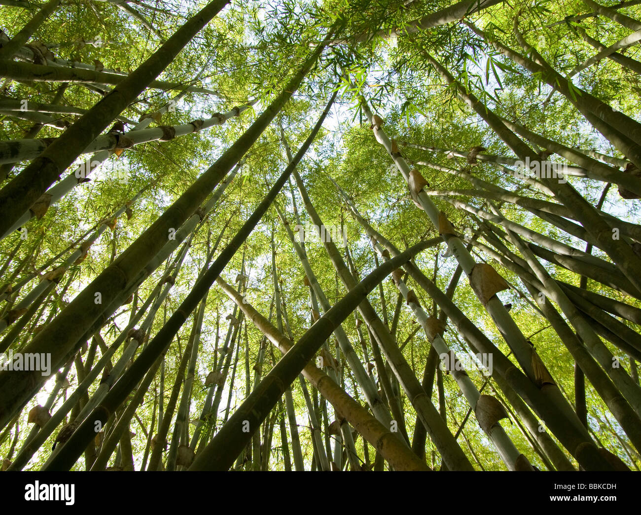 Panama.SUMMIT Park.Bambu forest. Stock Photo