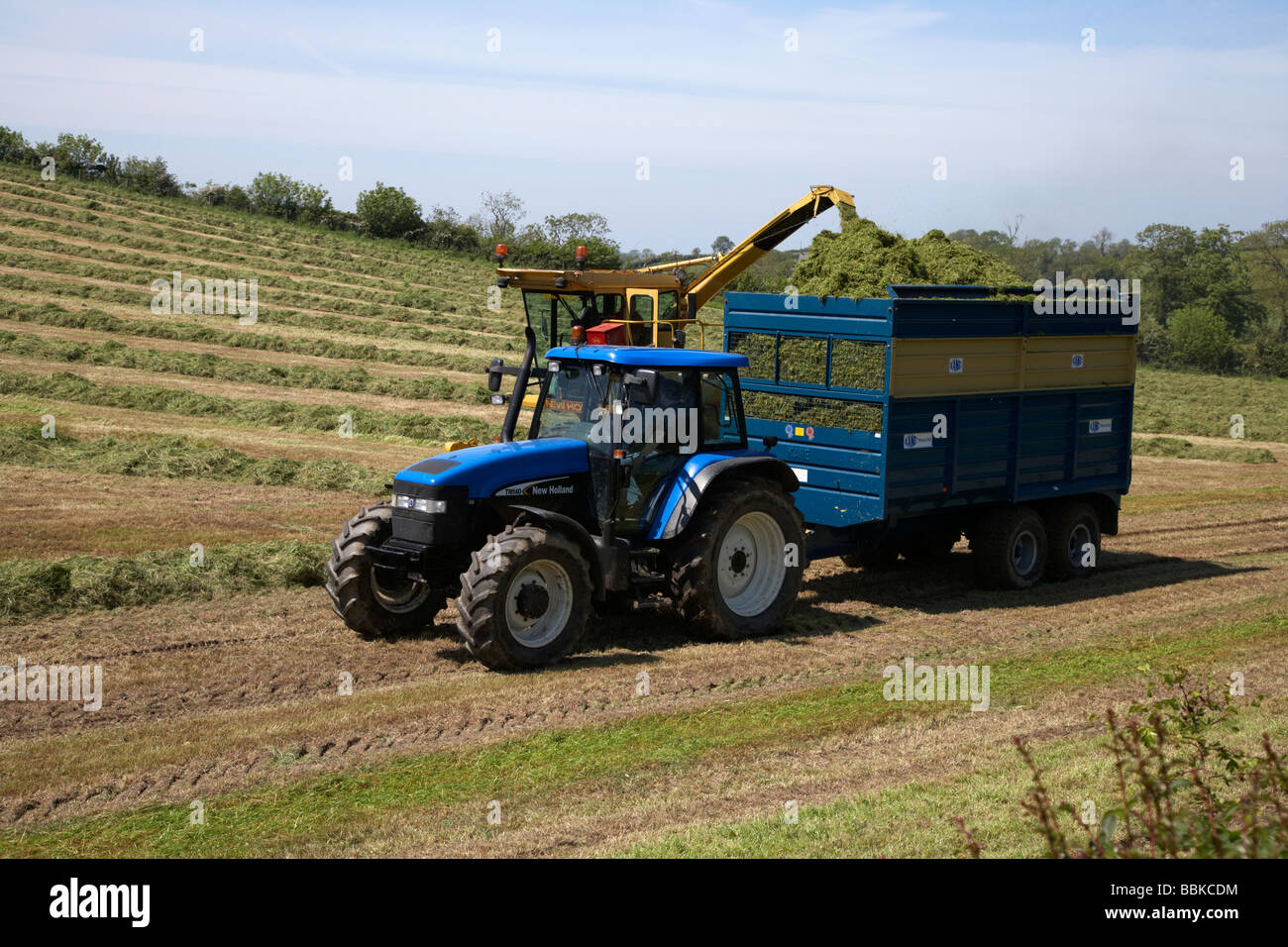 forage harvester collects grass cut for silage production and puts it into tractor trailer in a field county down Stock Photo