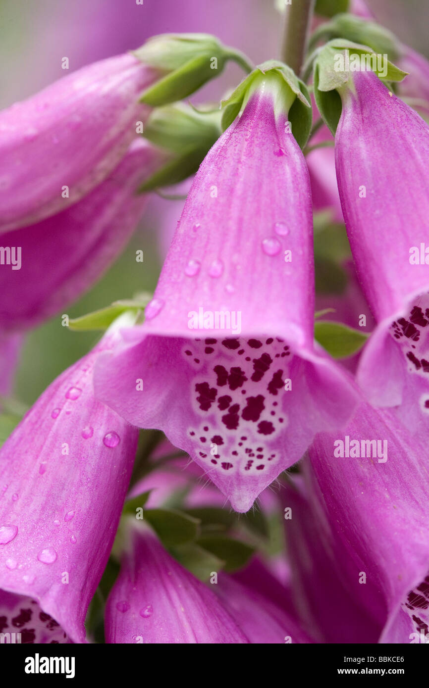 Close up detail of lavendar foxglove Stock Photo