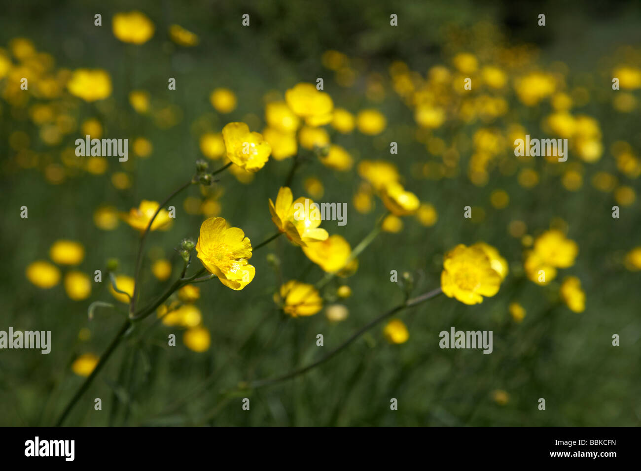 meadow field full of yellow flowering buttercup flowers northern ireland uk Stock Photo