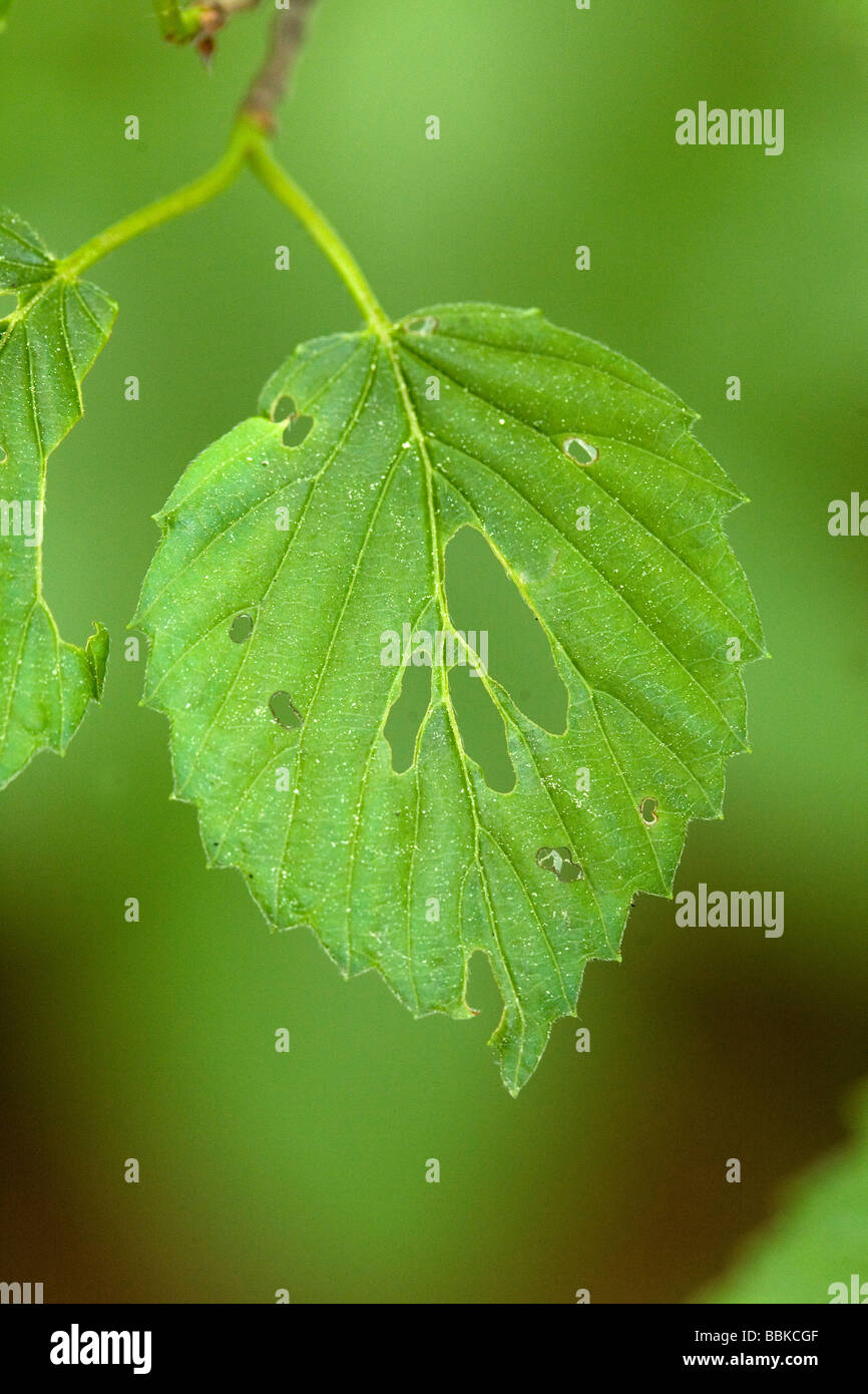 Dogwood leaf with insect holes. Stock Photo