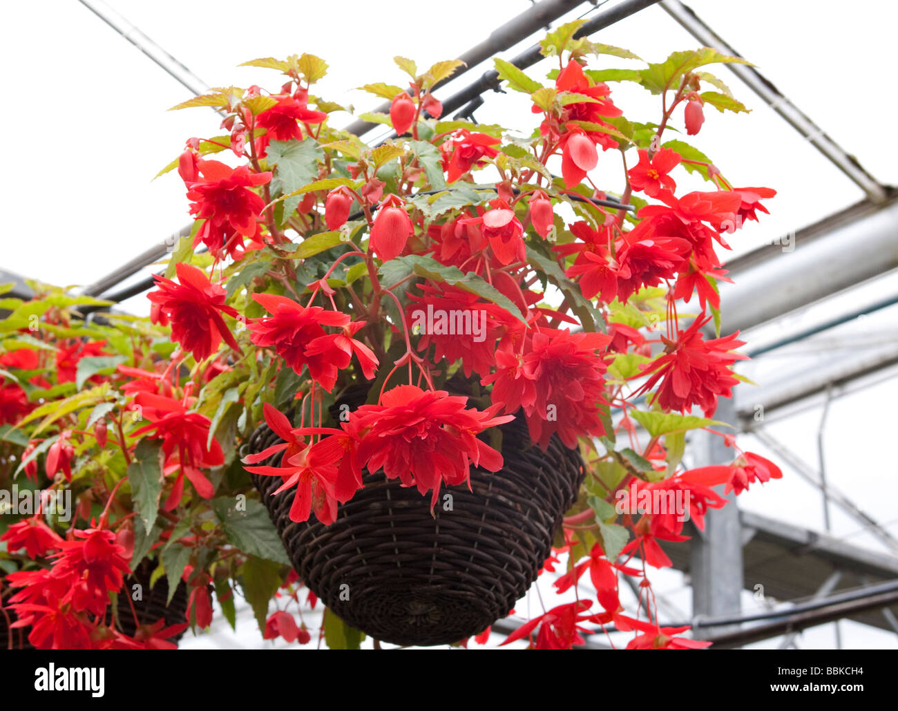 Begonia Hanging Baskets hanging from the roof of a nursery glasshouse Stock Photo