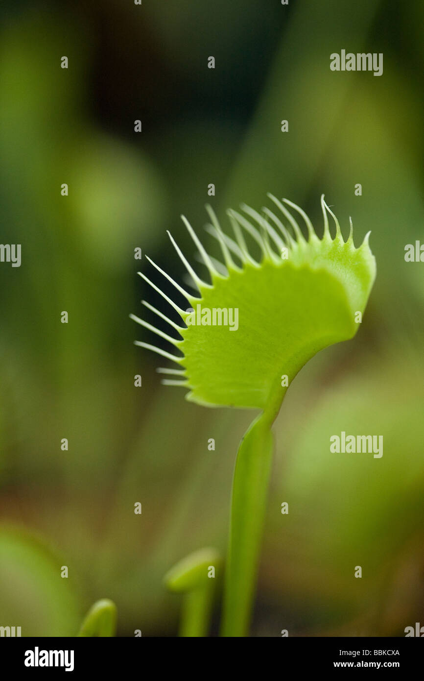 Close up of a venus flytrap Stock Photo