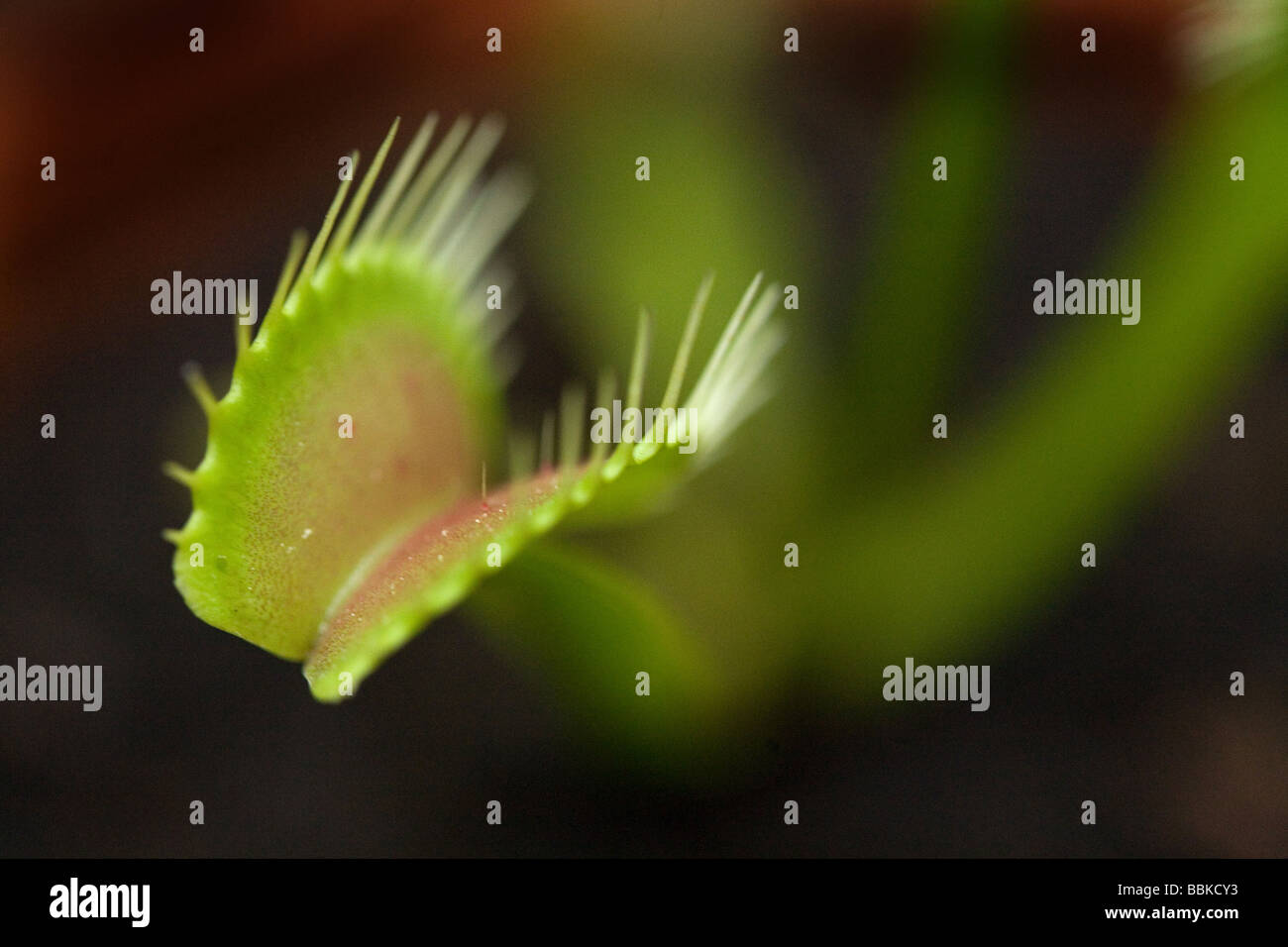 Close up of a venus flytrap Stock Photo