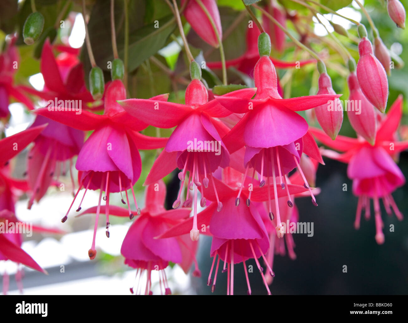 Fuchsia Rose Petals - Pink Princess