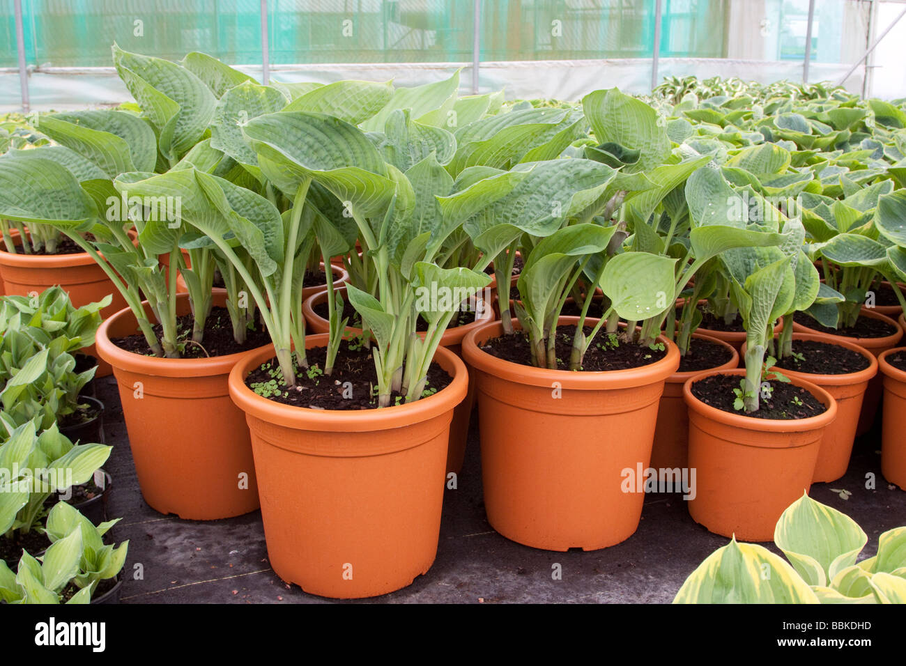Hosta plants in terracotta coloured pots Stock Photo Alamy