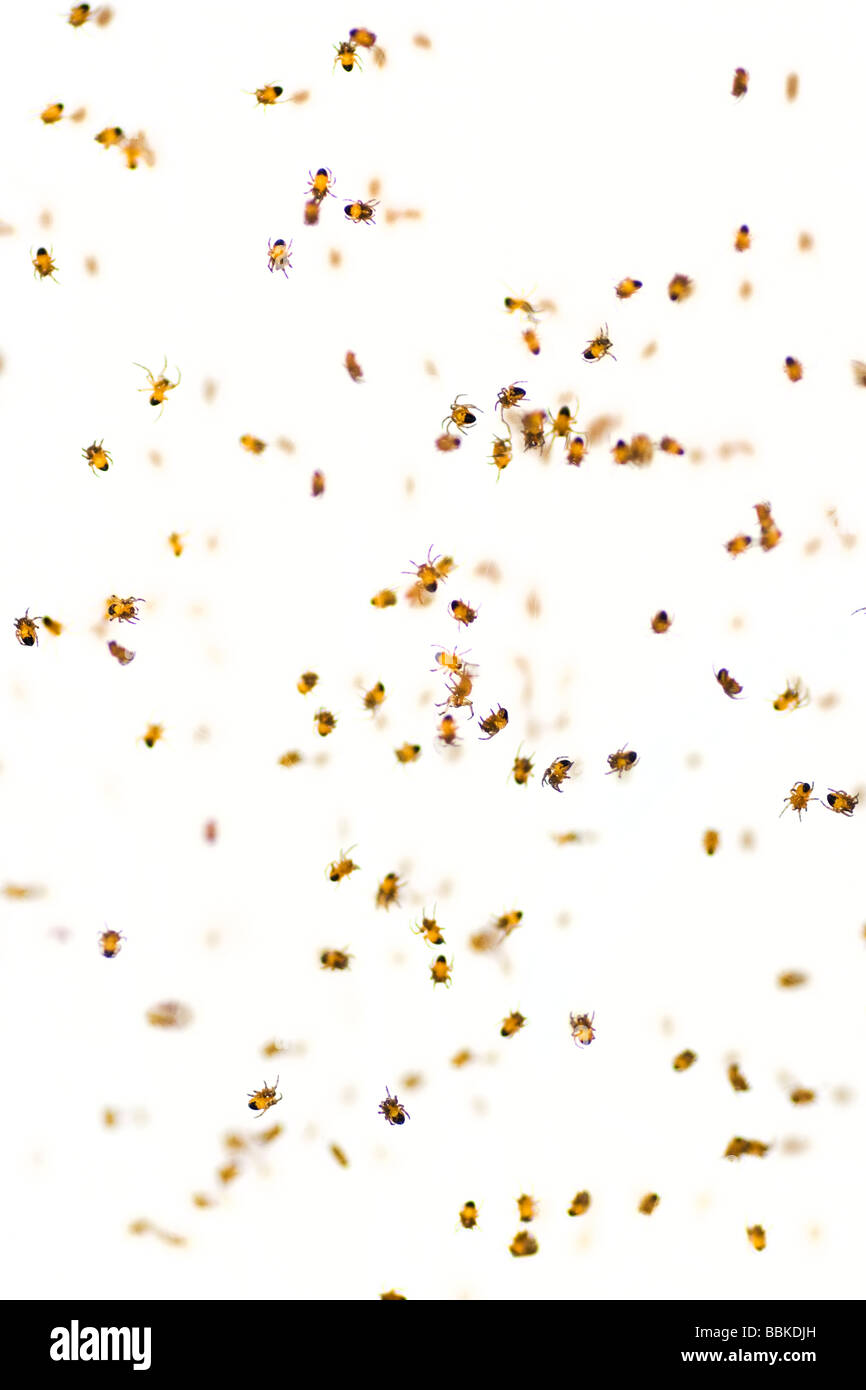 Spiderlings Stock Photo