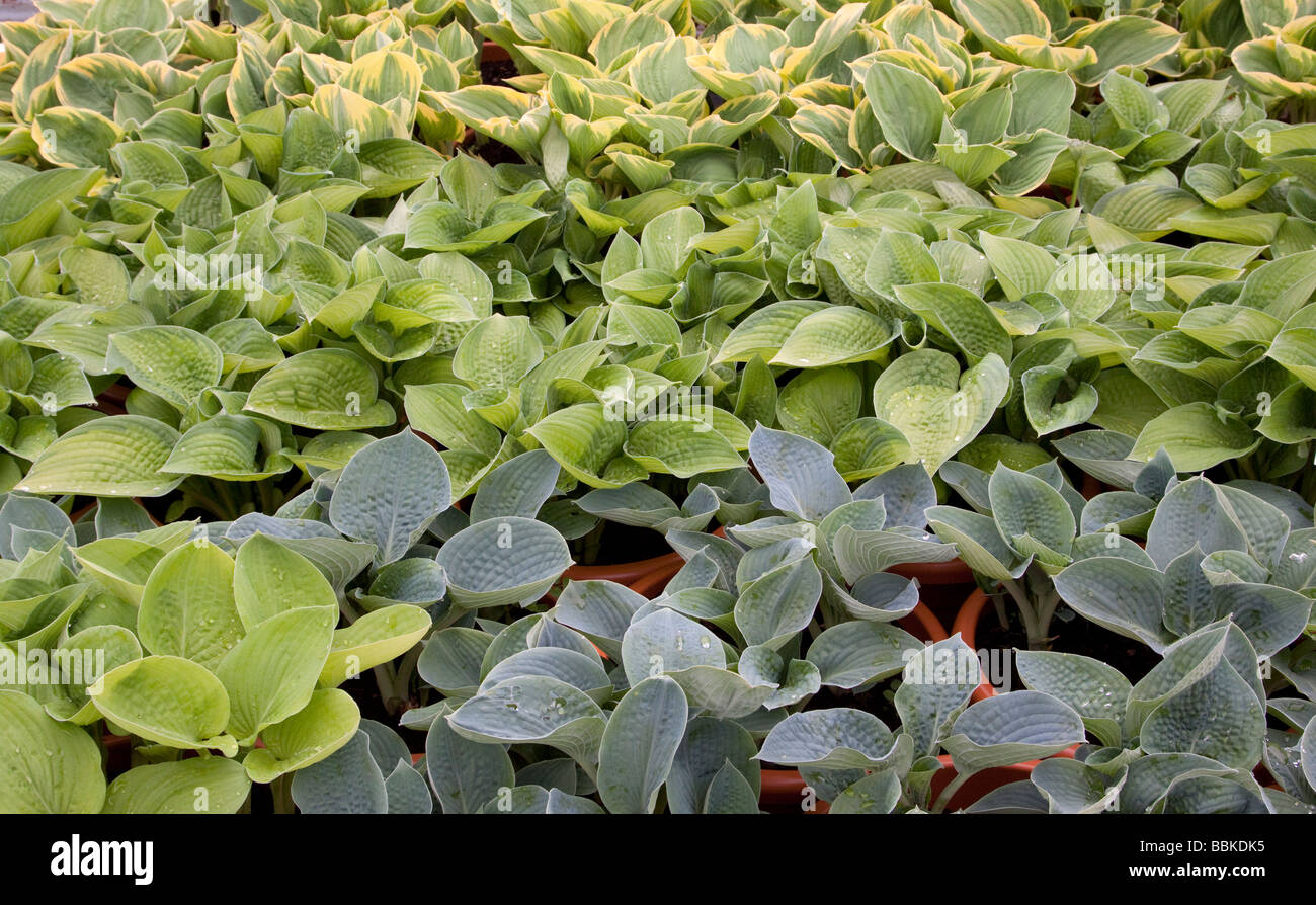 Hosta plants growing on a nursery Stock Photo