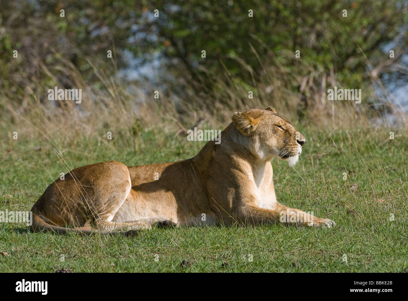 lion Panthera leo lioness Masai Mara KENYA East Africa Stock Photo - Alamy