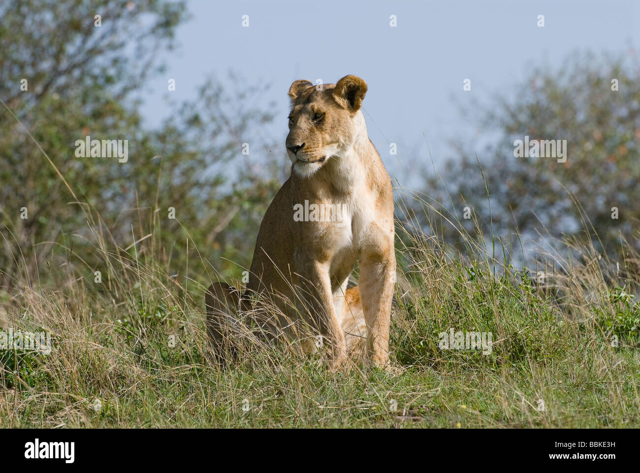 lion Panthera leo lioness Masai Mara KENYA East Africa Stock Photo - Alamy