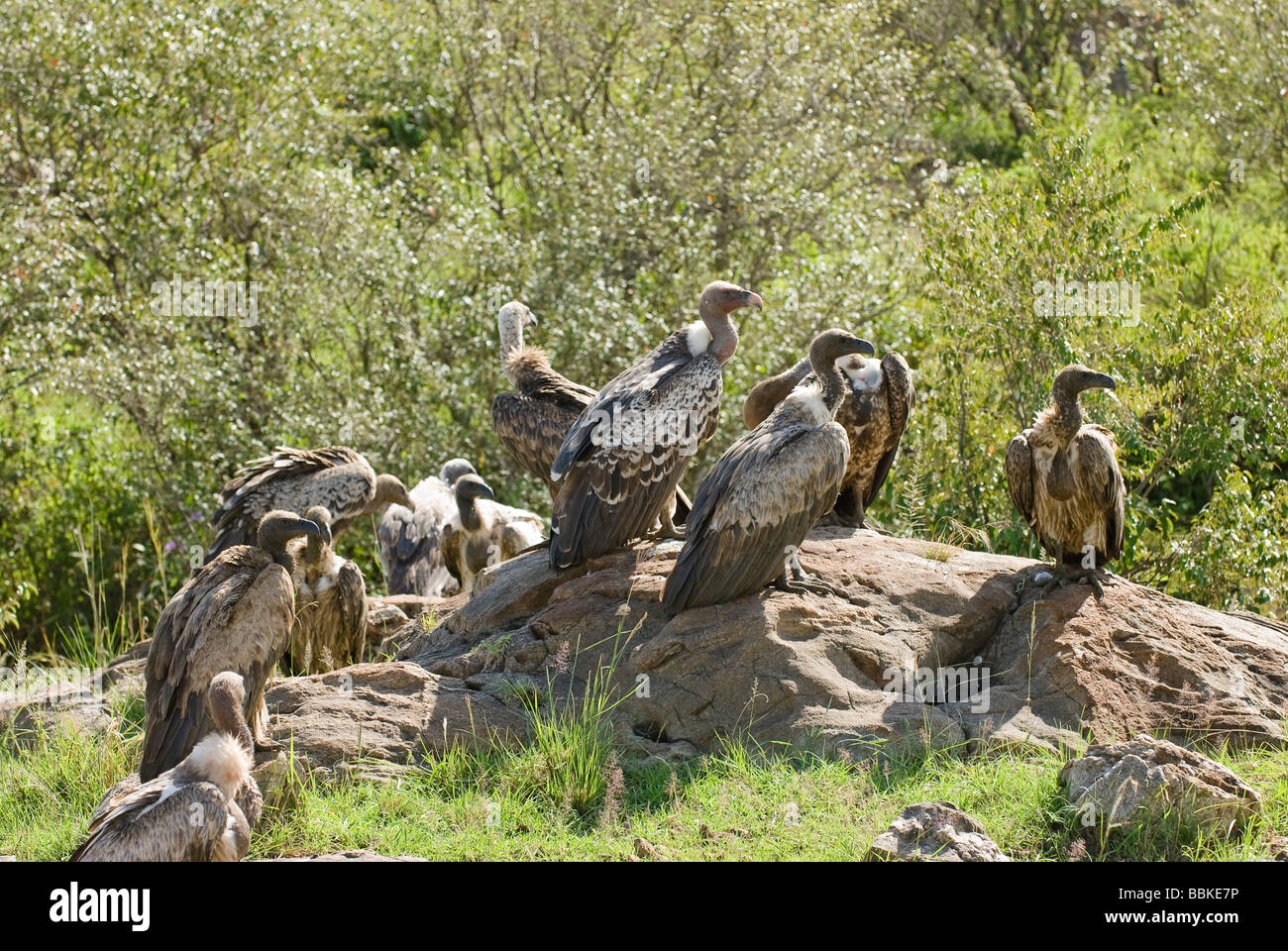 Rueppells griffon vulture gyps hi-res stock photography and images - Alamy