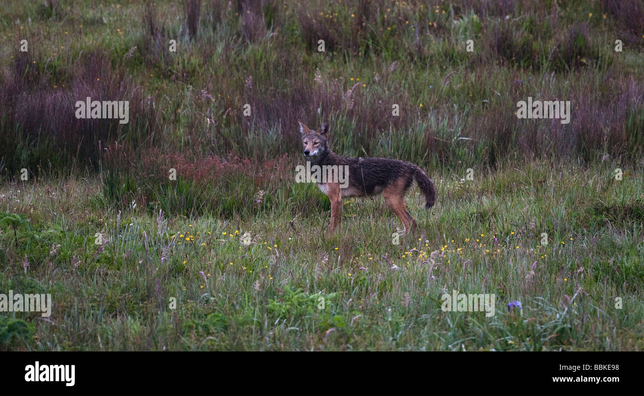 Point Reyes National Seashore Wildlife High Resolution Stock ...