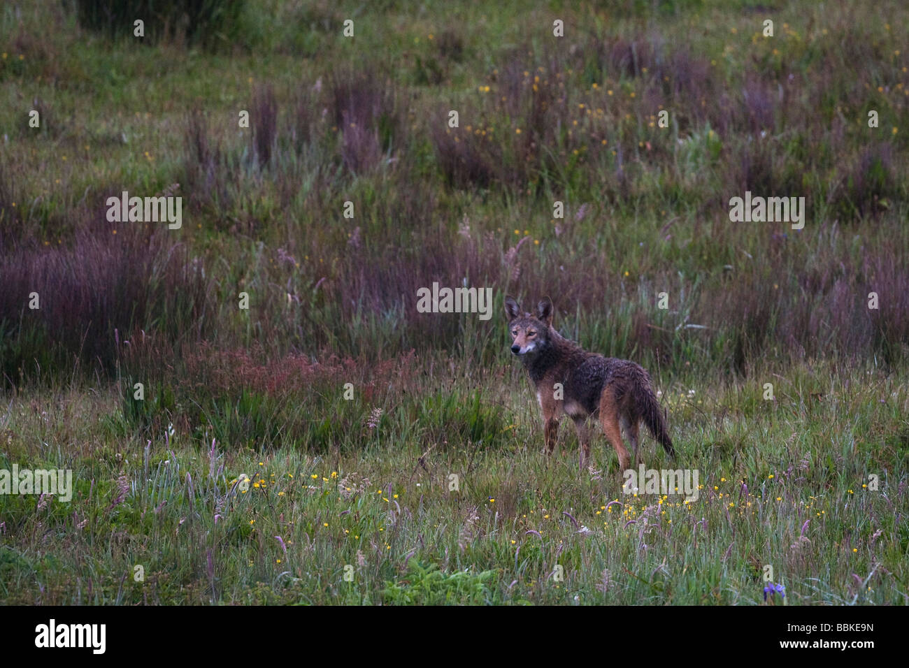 Point reyes coyote hi-res stock photography and images - Alamy