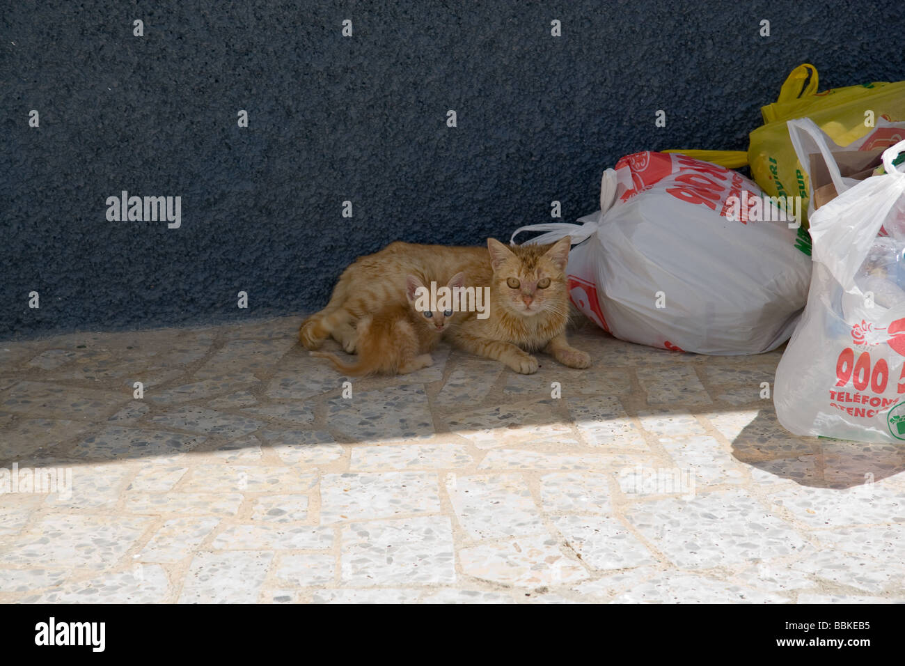 Feral cats Southern Spain next to rubbish bags Stock Photo