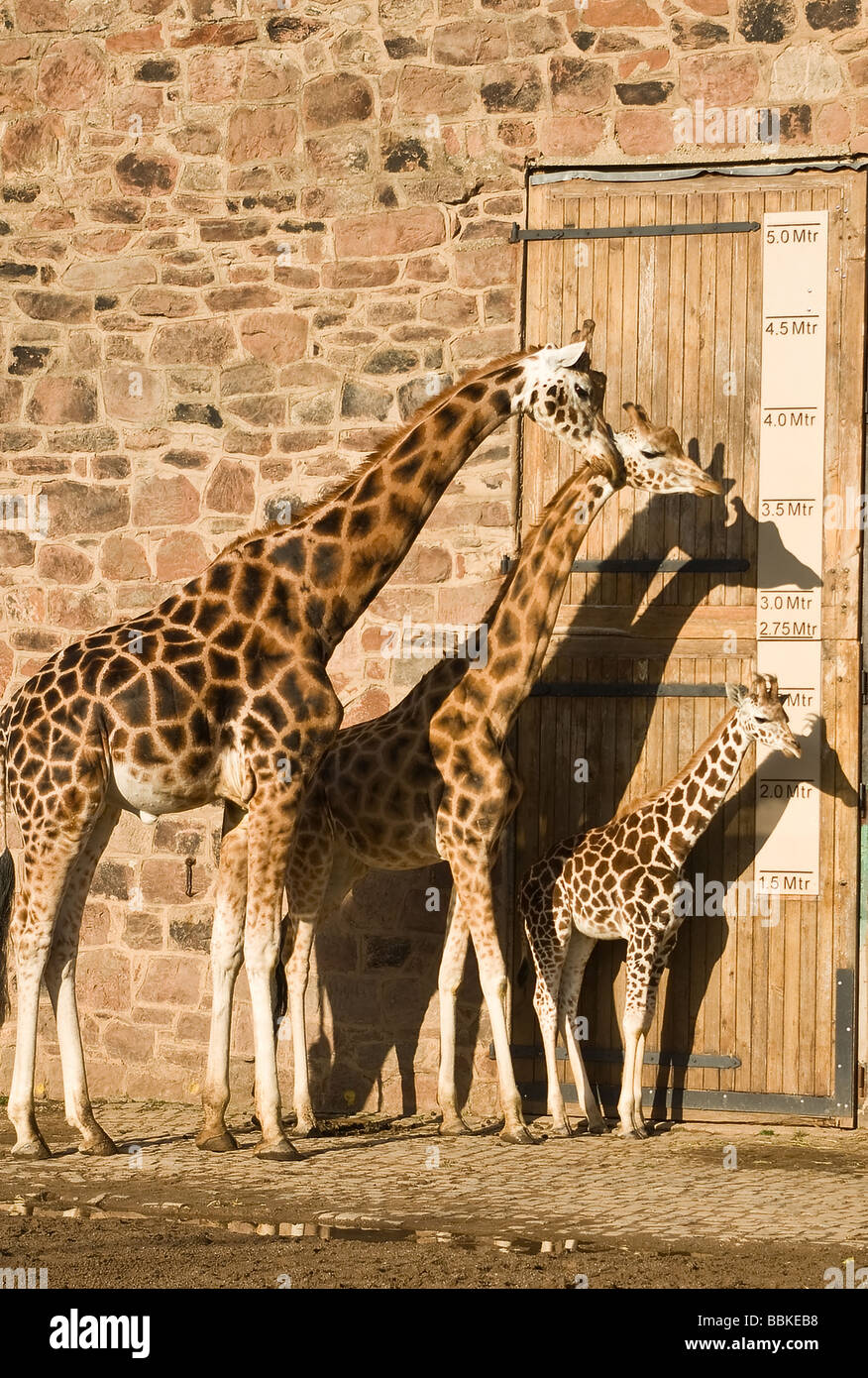 Family Height Chart