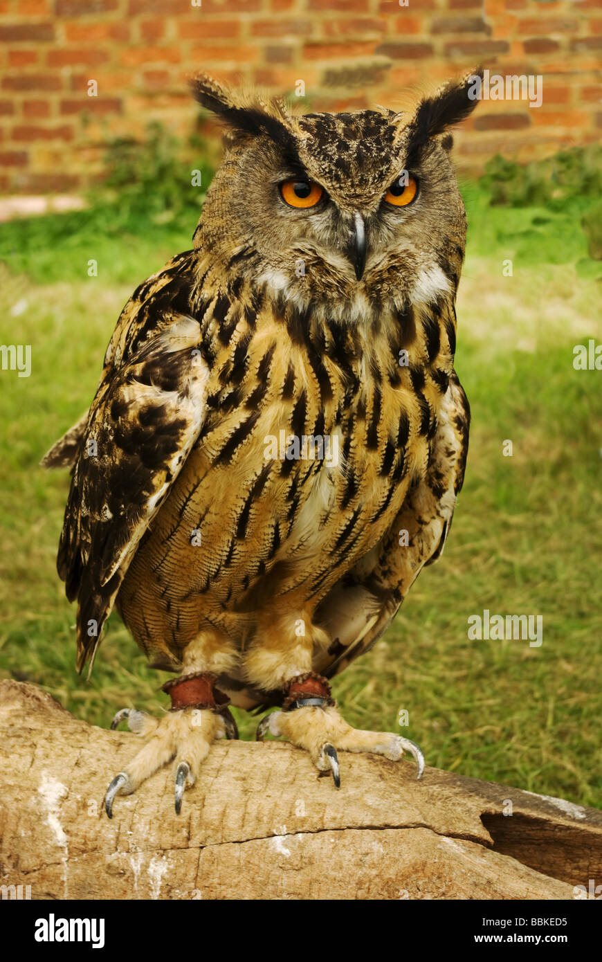 Wise owl hi-res stock photography and images - Alamy