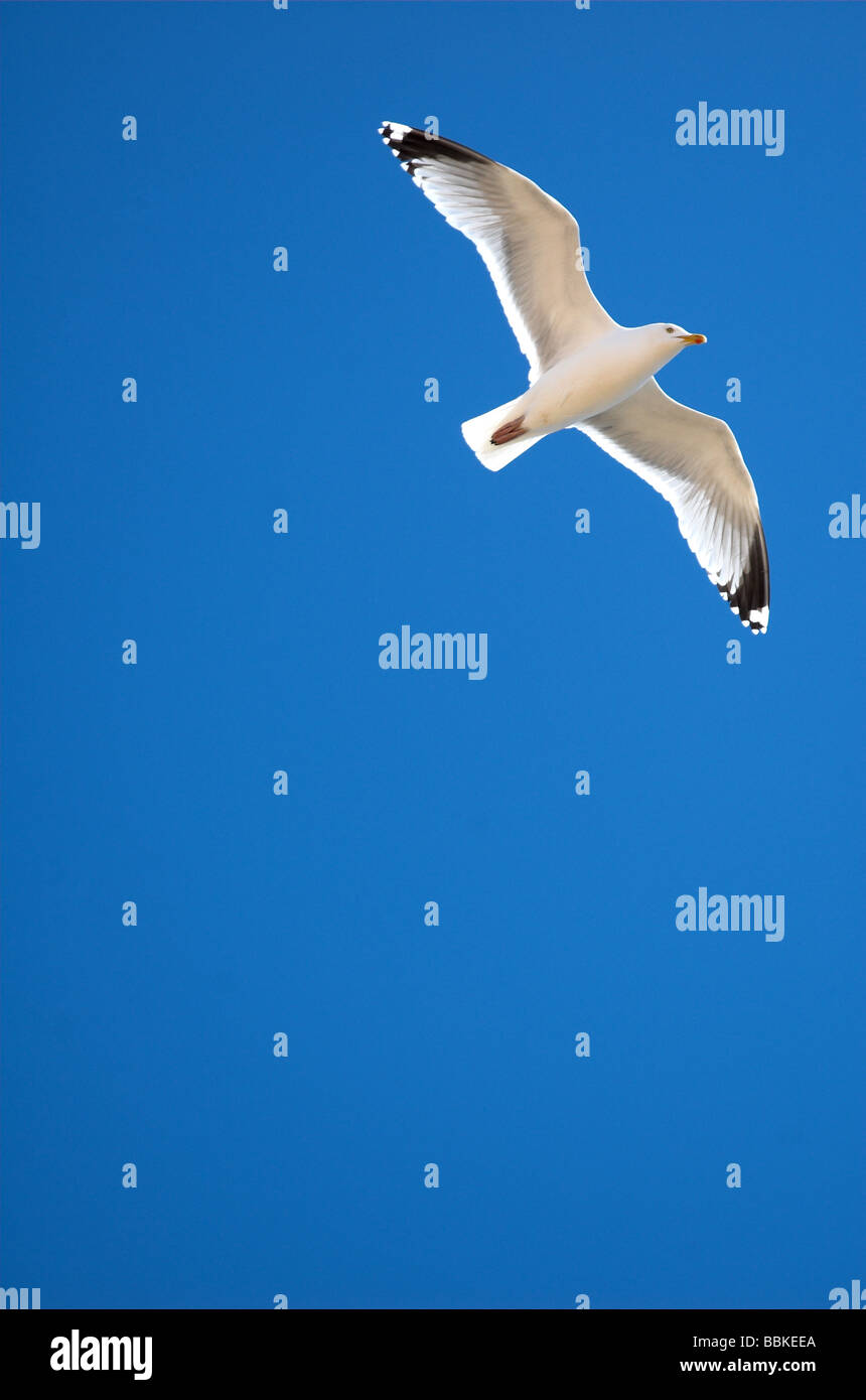 Seagull soaring in the blue sky Stock Photo