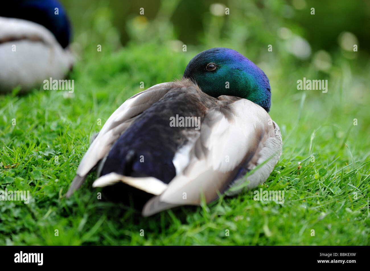 A duck sleeps with one eye open Stock Photo