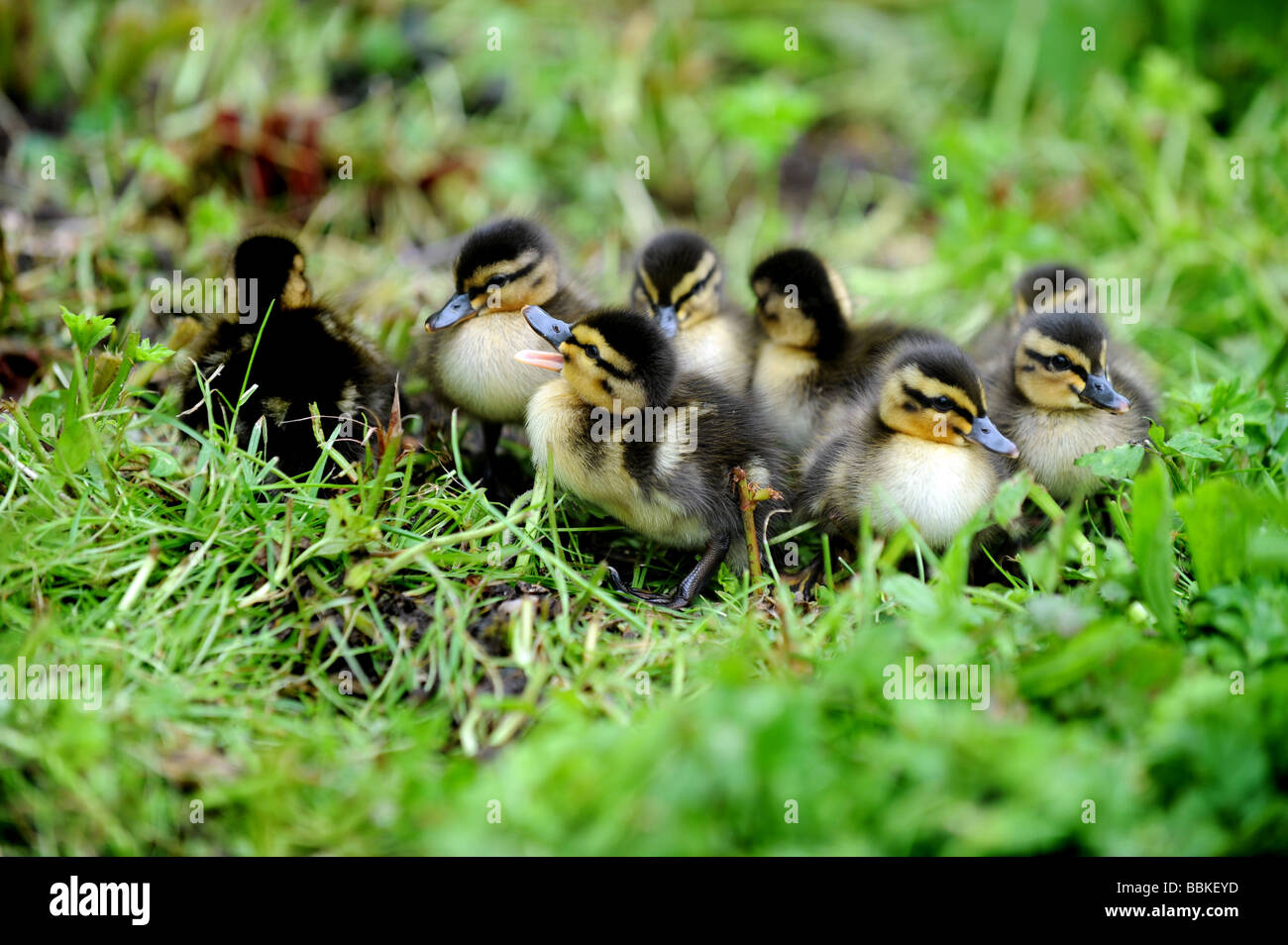 Ducklings Following Stock Photos & Ducklings Following Stock Images Alamy