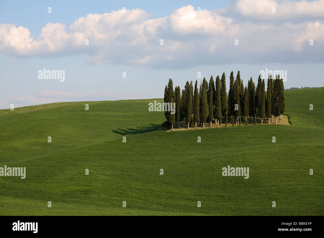 Grove of Cypresses in Val d'Orcia, Tuscany, Italy Stock Photo