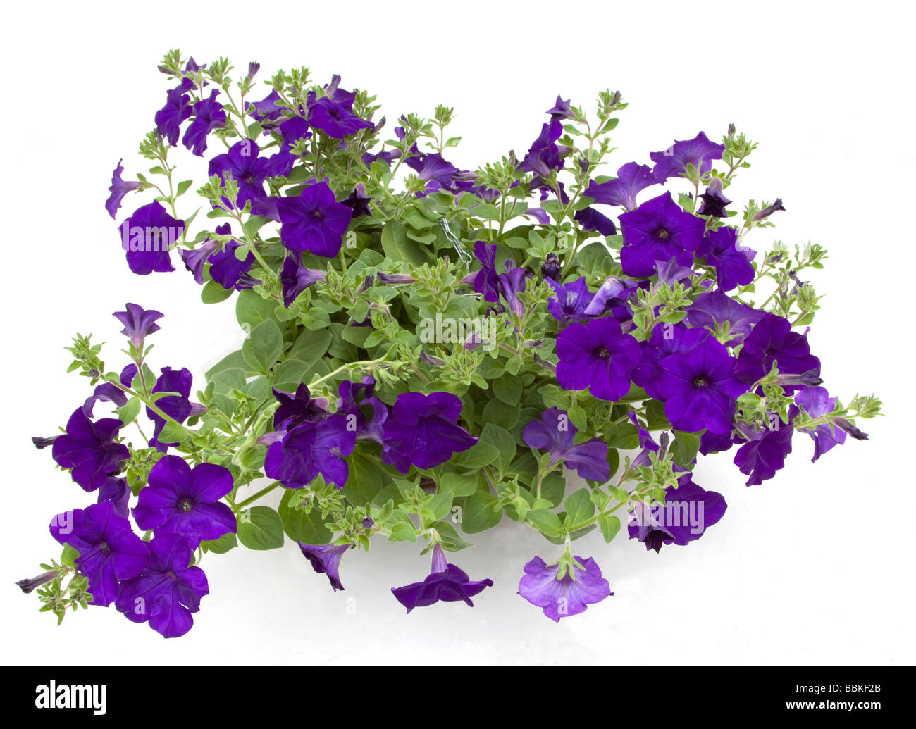Violet blue petunias Stock Photo