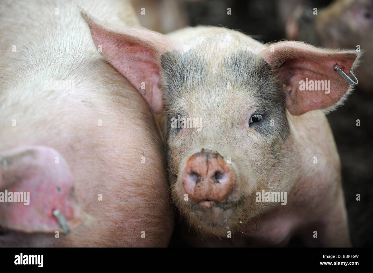 A middle white cross pig looking at the camera Stock Photo