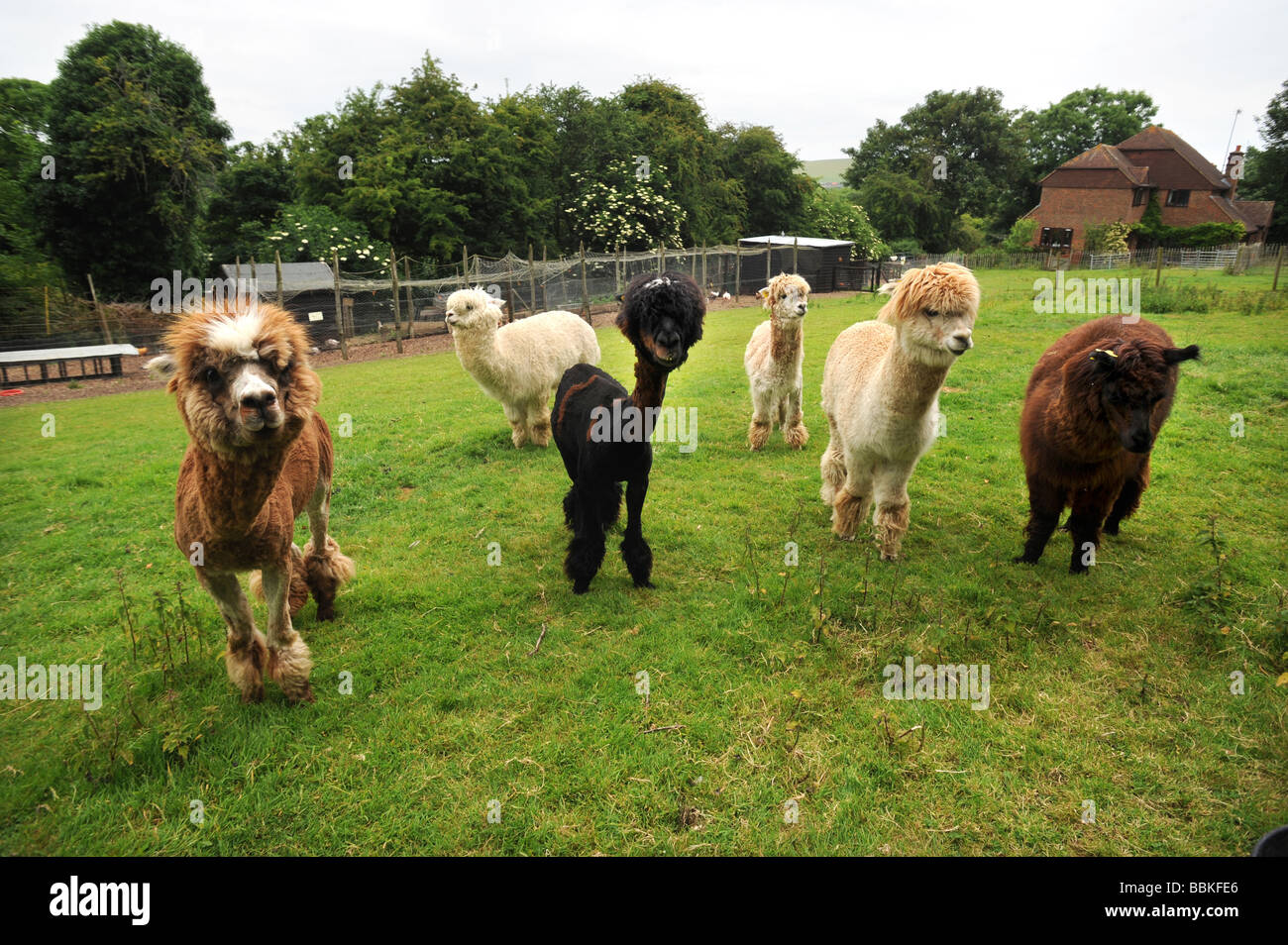 A group of Alpaca one of which has been shorn on a farm in Sussex Stock Photo