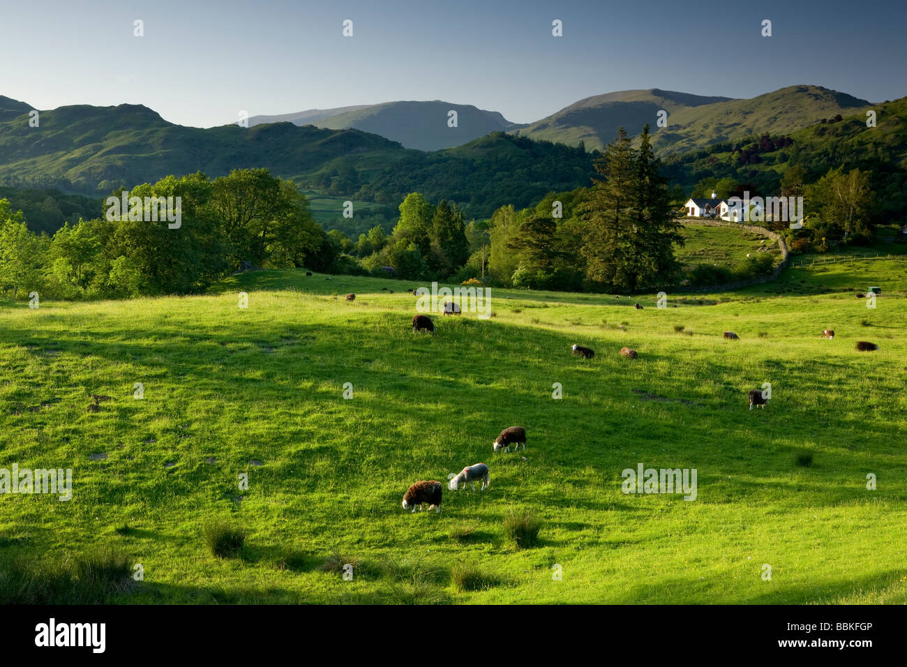 Looking towards the Langdale Hills from near Skelwith Bridge with sheep grazing in a field Stock Photo