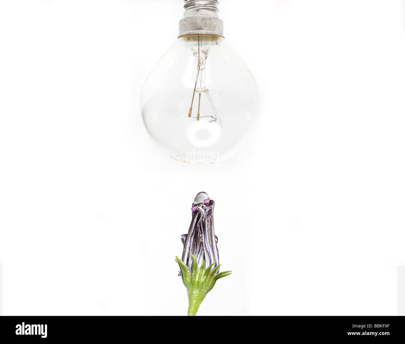 puprple flower with drop of water and light bulb above Stock Photo