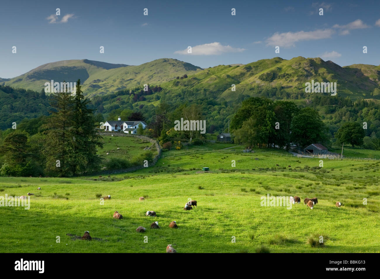 Looking towards the Langdale Hills from near Skelwith Bridge with sheep grazing in a field Stock Photo