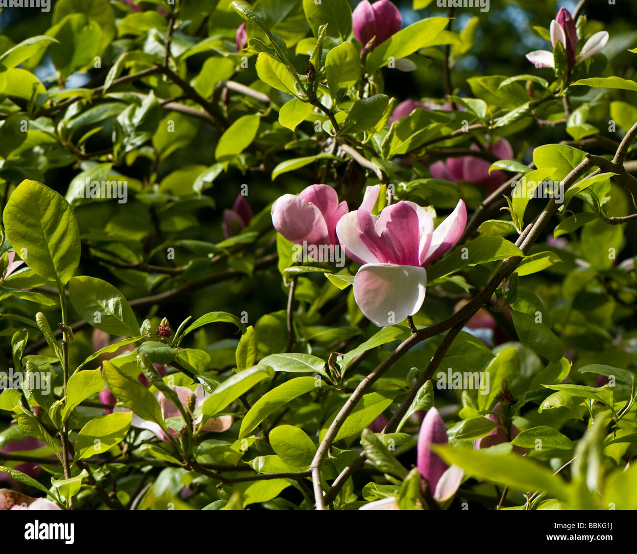 Magnolia x soulangeana Lennei Stock Photo