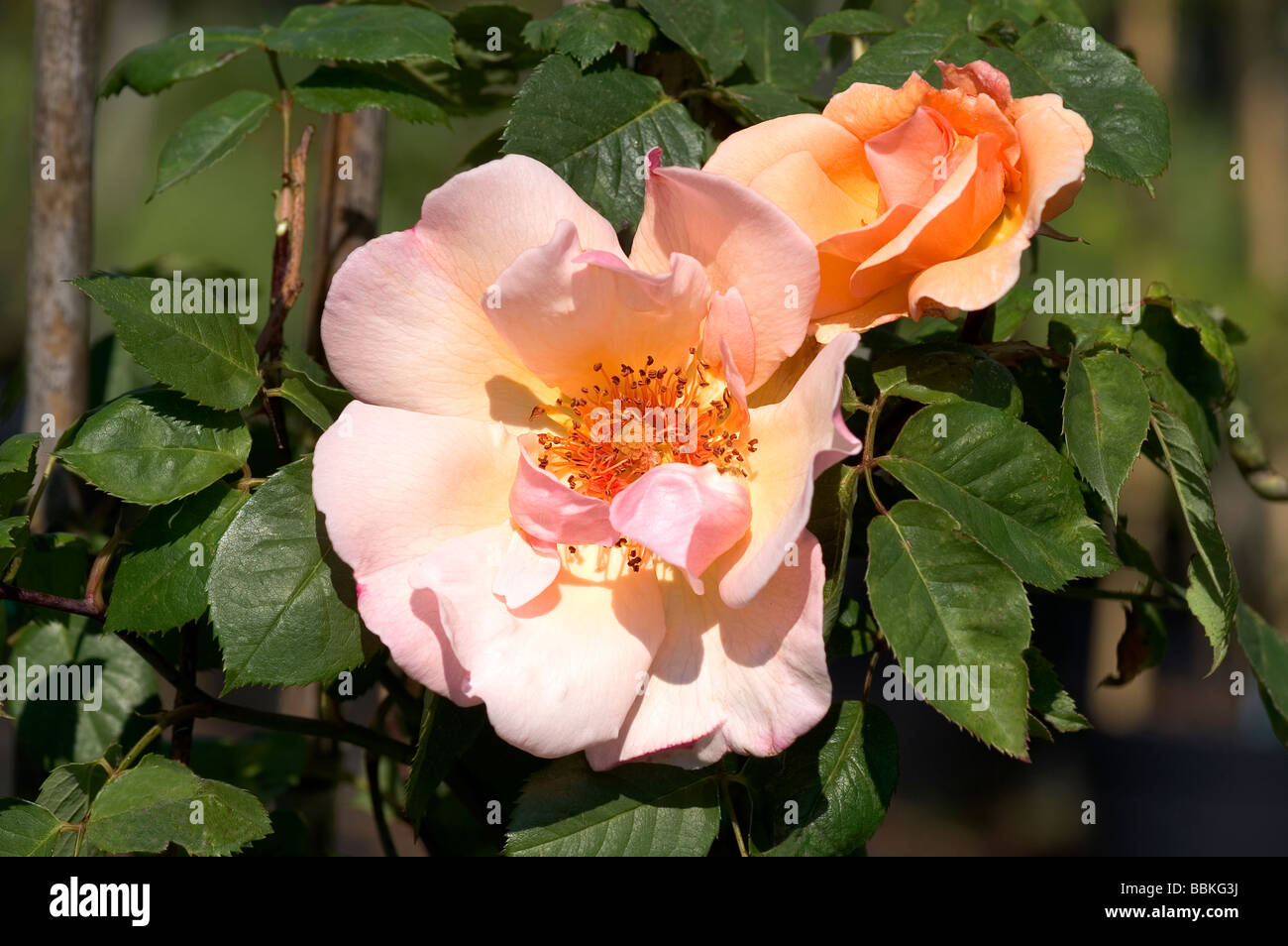 Rosa;Climbing Rose;'Meg'; Semi-double flower with big opening  bud;Introduced 1954 Stock Photo - Alamy