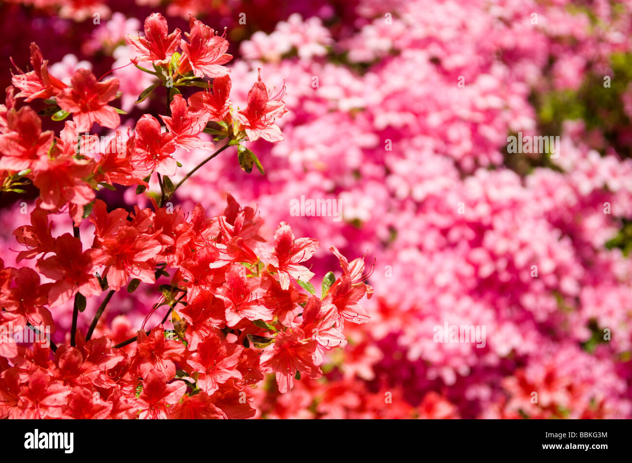 Red and pink azaleas in full bloom Stock Photo
