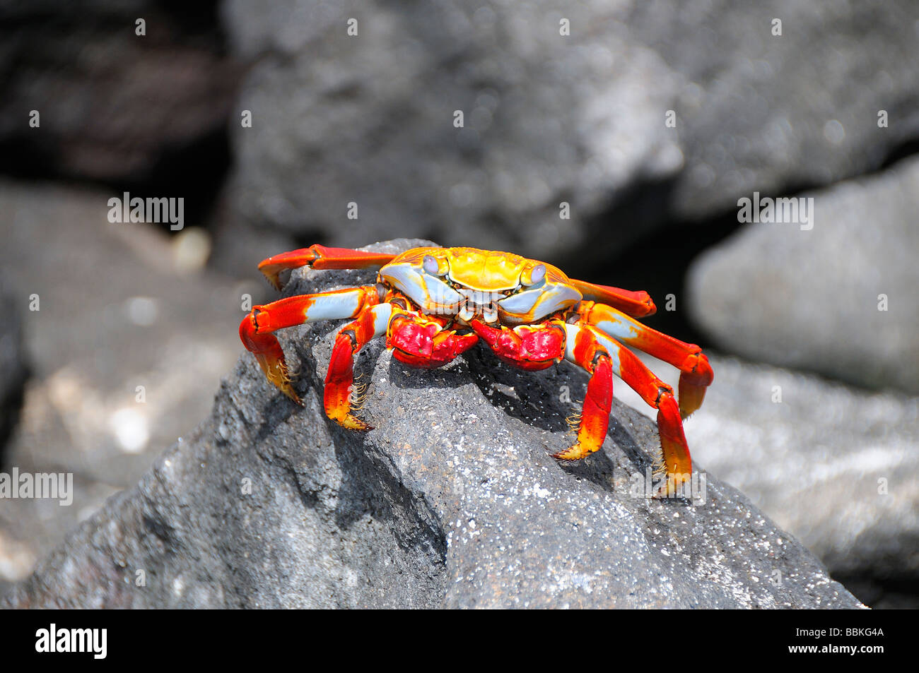 A crab on the Galapagos Islands Stock Photo - Alamy