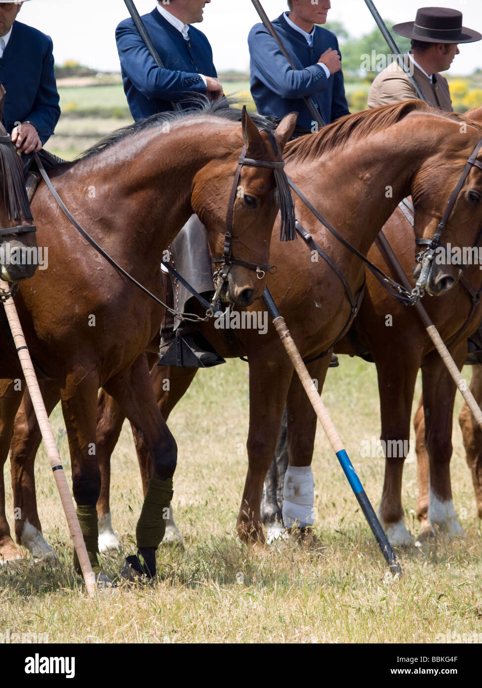 Spanish Horses at an 'Acoso y derribo' event Stock Photo