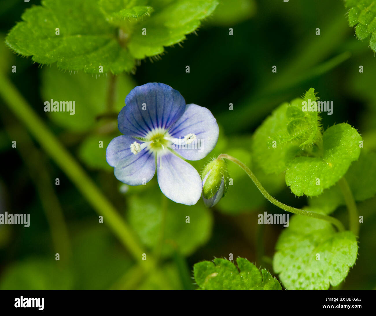 Bud flower and leaves of Round Leaved or Slender Speedwell Veronica filiformis with leaf shoots of Germander Speedwell Stock Photo
