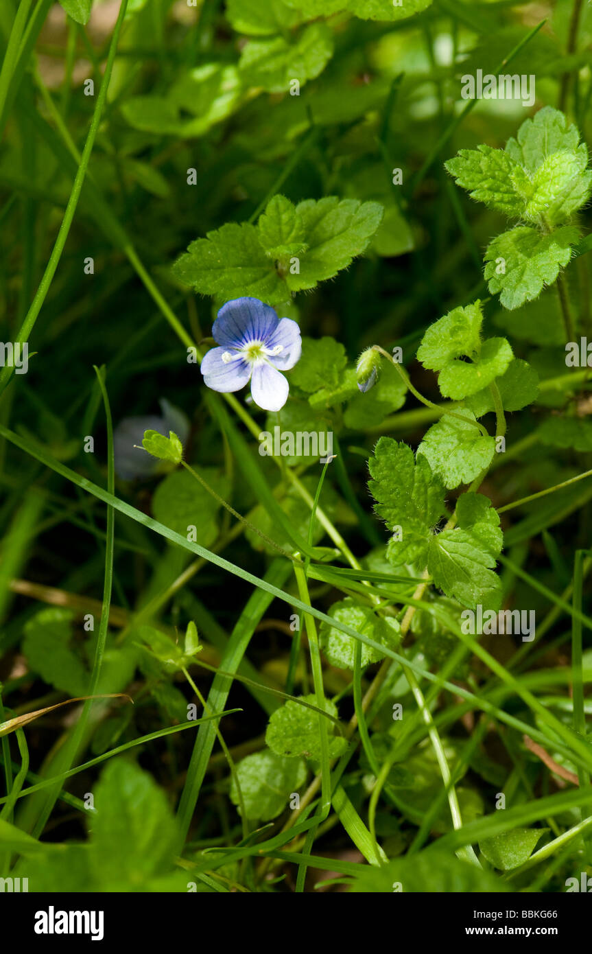 Bud flowers and leaves of Round Leaved / Slender Speedwell Veronica filiformis with leaf shoots of Germander Speedwell Stock Photo