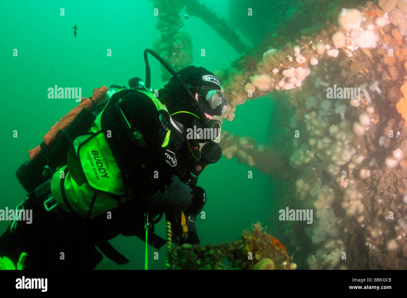 Scuba diver looking at anemones on underwater wreck of ship the Elk Plymouth Devon UK Stock Photo