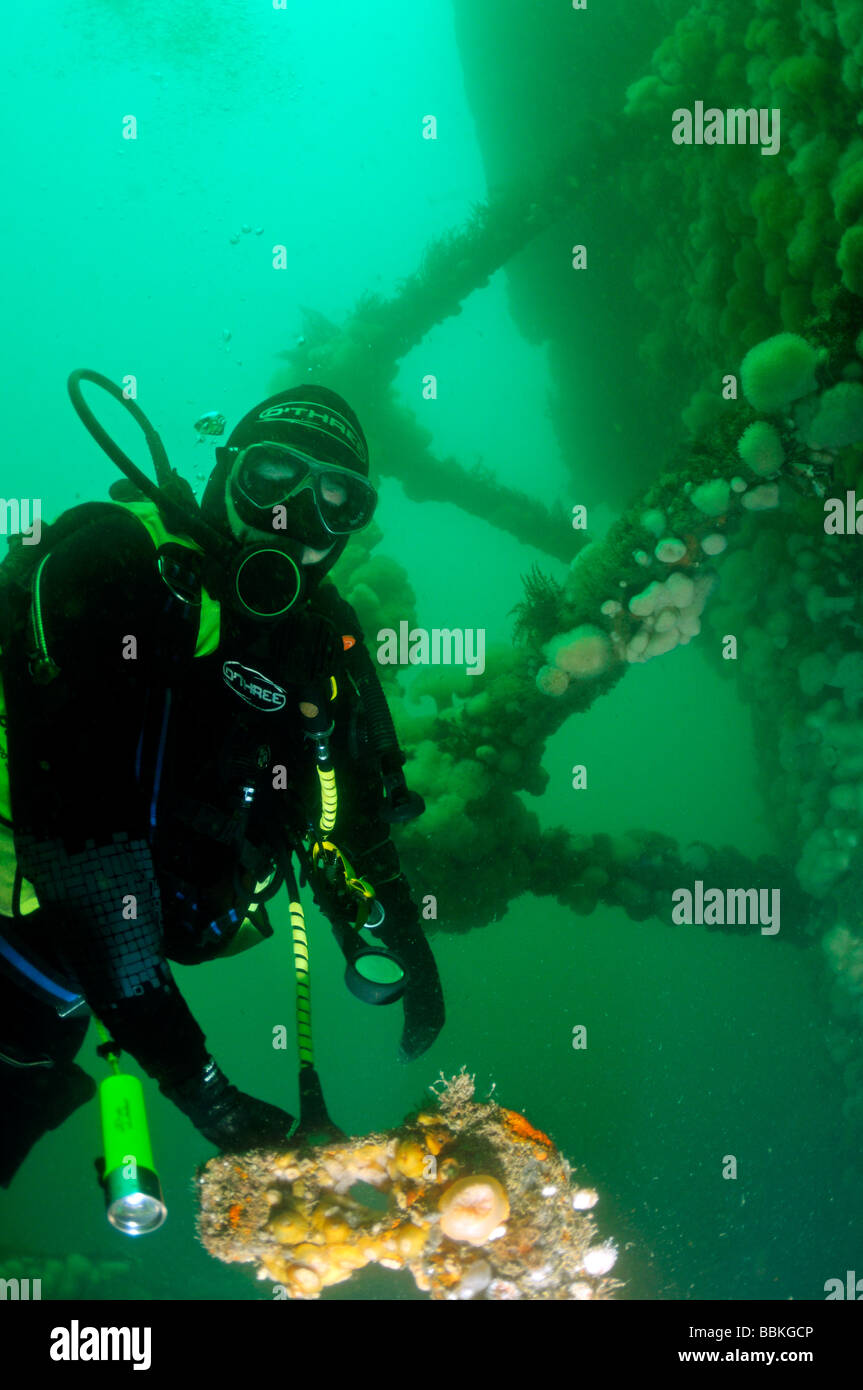 Scuba diver looking at anemones on underwater wreck of ship the Elk Plymouth Devon UK Stock Photo