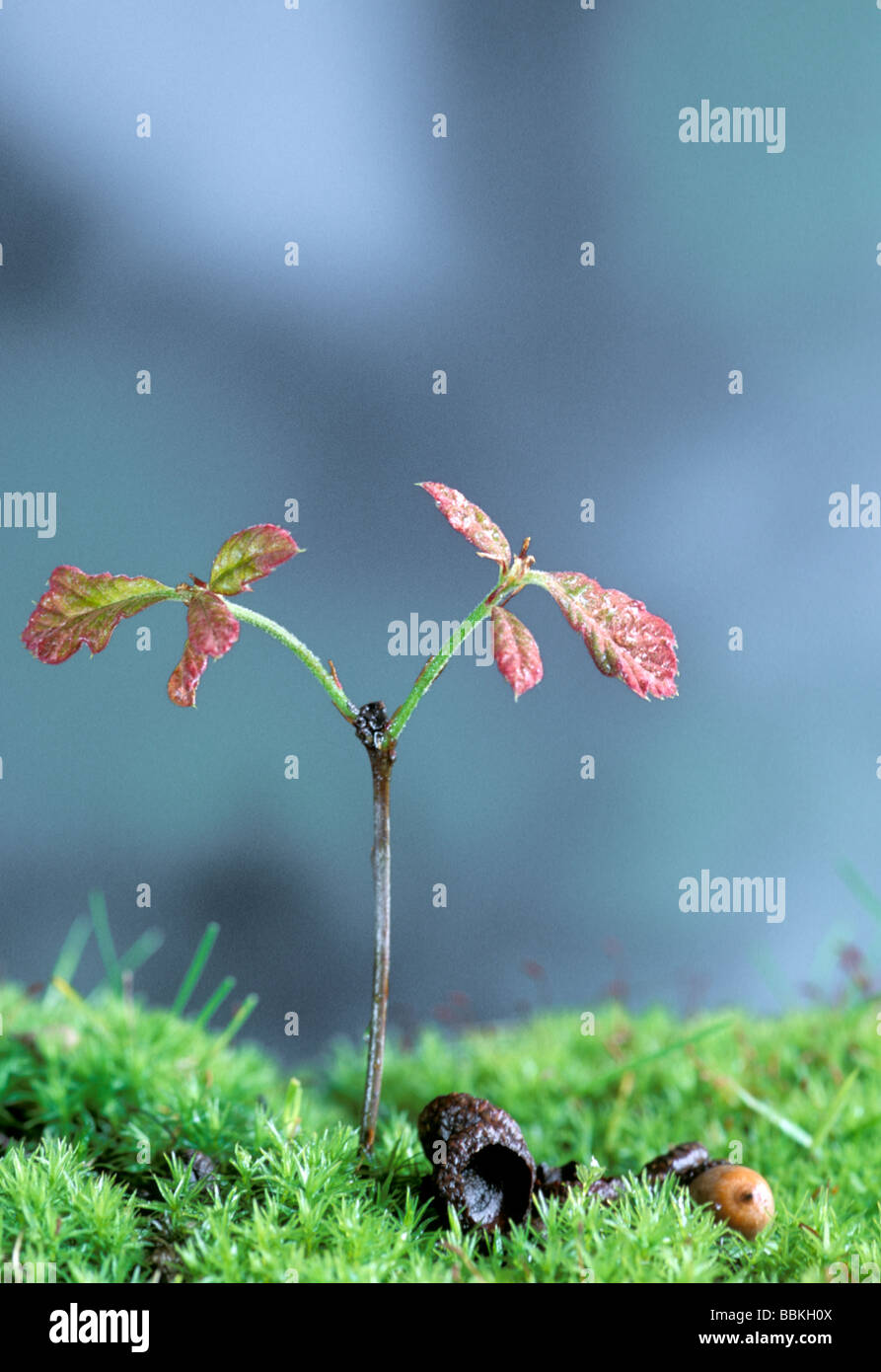 Two from one: Seedling shingle oak sprouts from acorn in moss, Missouri USA Stock Photo