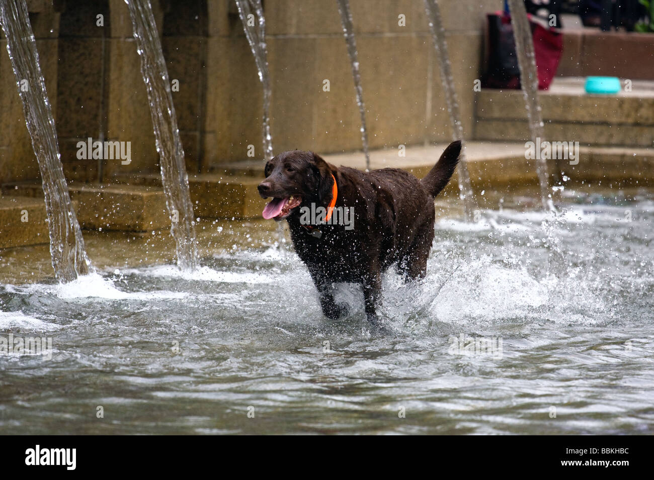 Dog in city park fountain Stock Photo Alamy