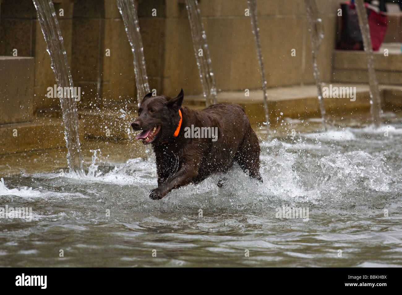 Dog in city park fountain Stock Photo Alamy