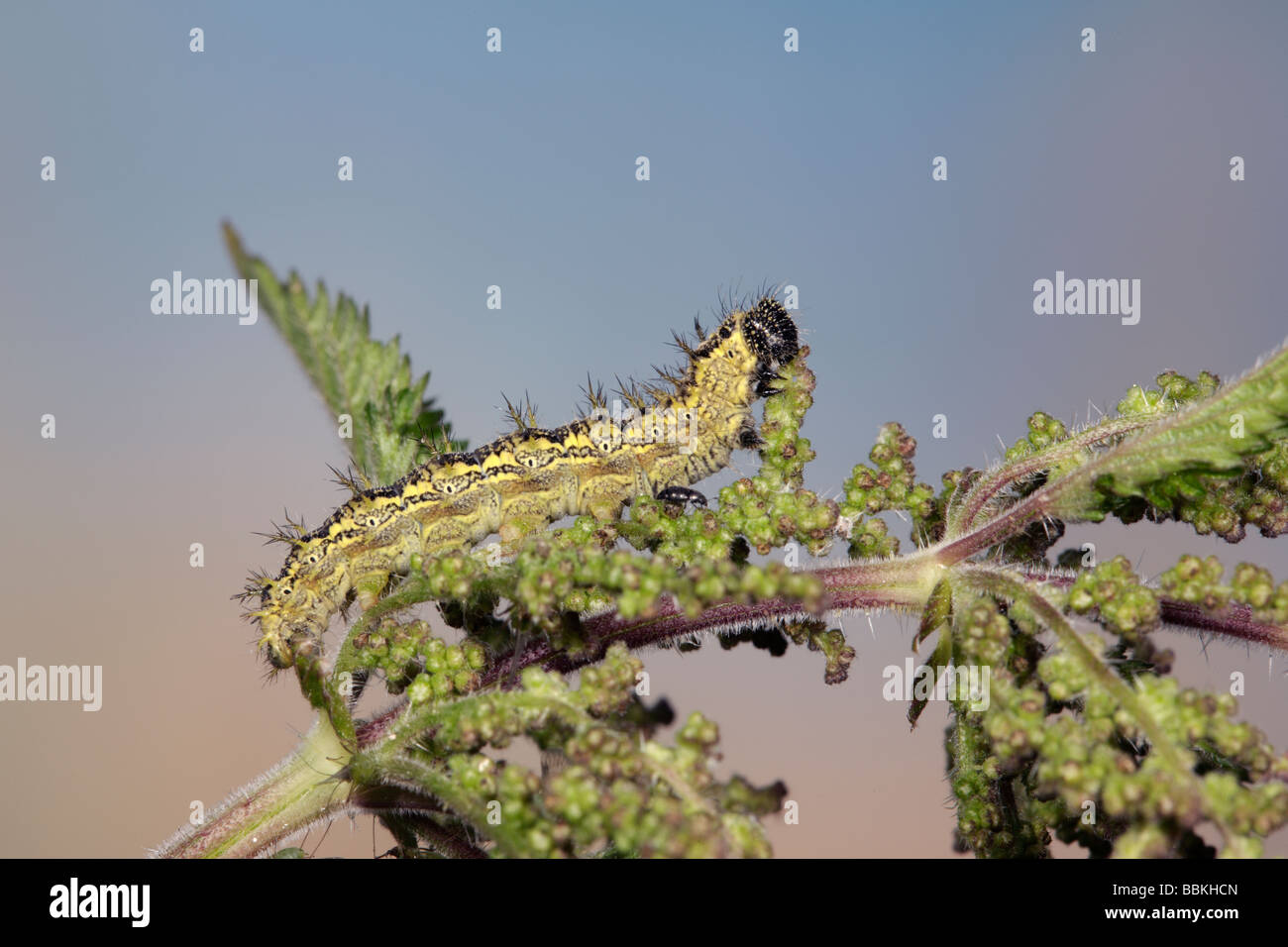 Small Tortoiseshell Aglais urticae larvae nettle Stock Photo