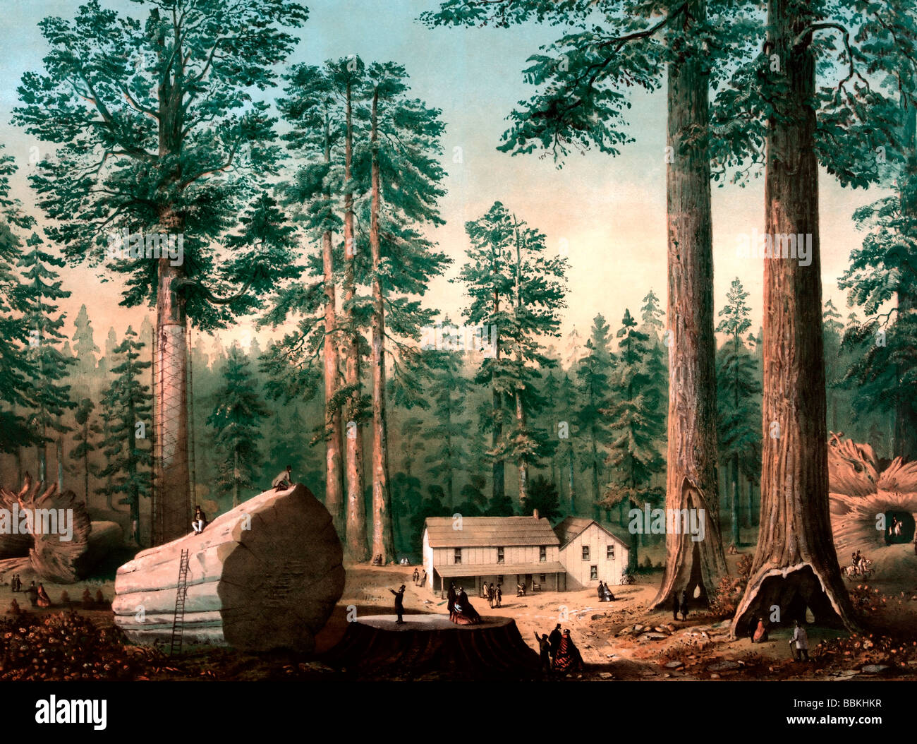 The mammoth trees (Sequoia gigantea), California (Calaveras County
