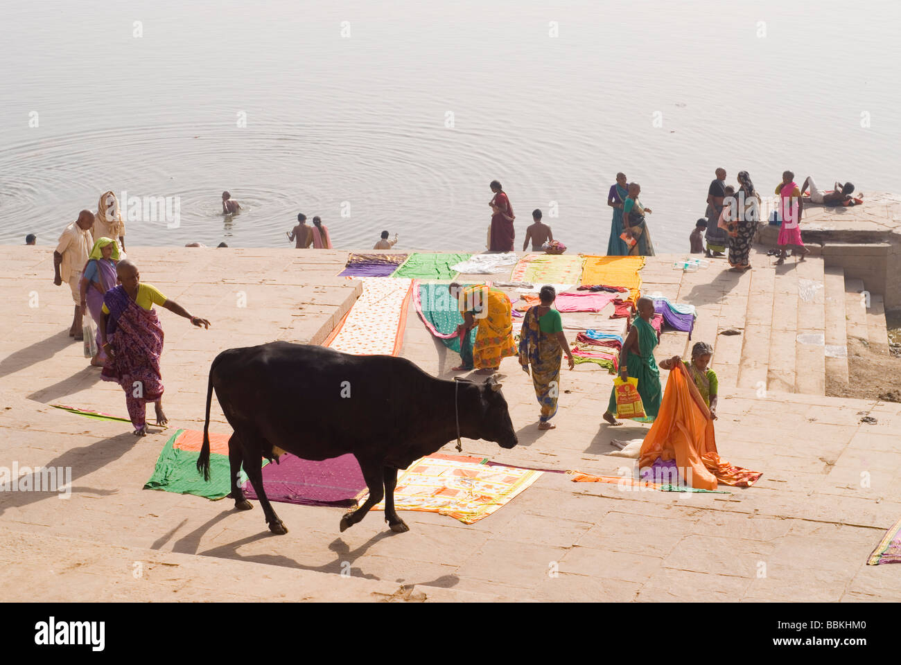 A cow walking on drying clothes. Part of daily life in Varanasi, India. Stock Photo