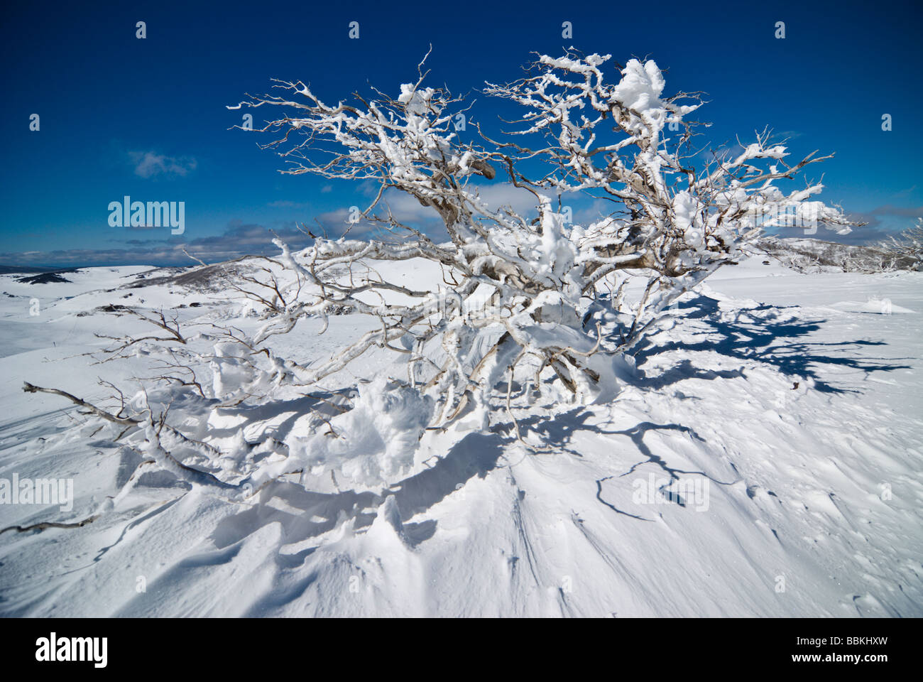 Lone Snow Gum Laden with Snow after Blizzard Stock Photo